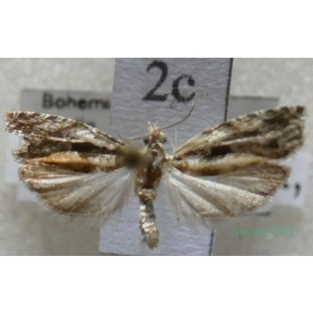 Epinotia nisella (Clerck, 1759) Czech2c